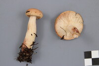 Lactarius vinaceorufescens image